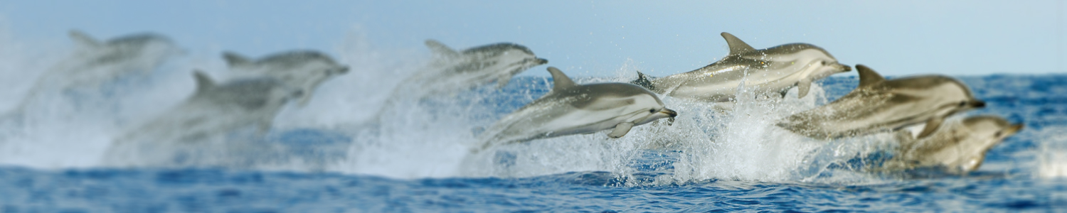 "Si quieres ir rápido ve sólo, si quieres ir lejos ve acompañado"